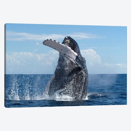 Humpback Whale Breaching, Humpback Whale National Marine Sanctuary, Maui, Hawaii Canvas Print #FLI18} by Flip Nicklin Canvas Art Print