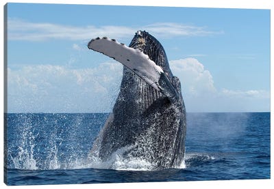 Humpback Whale Breaching, Humpback Whale National Marine Sanctuary, Maui, Hawaii Canvas Art Print - Flip Nicklin