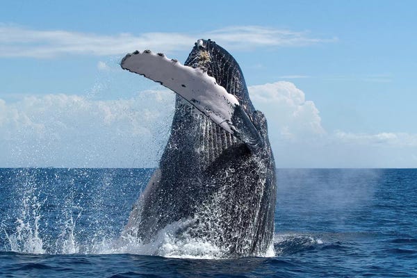 Flip Nicklin: Humpback Whale Breaching, Humpback Whale National Marine Sanctuary, Maui, Hawaii by Flip Nicklin