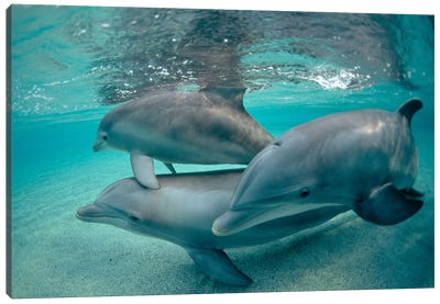 Bottlenose Dolphin Underwater Trio, Hawaii Canvas Art Print - Dolphin Art