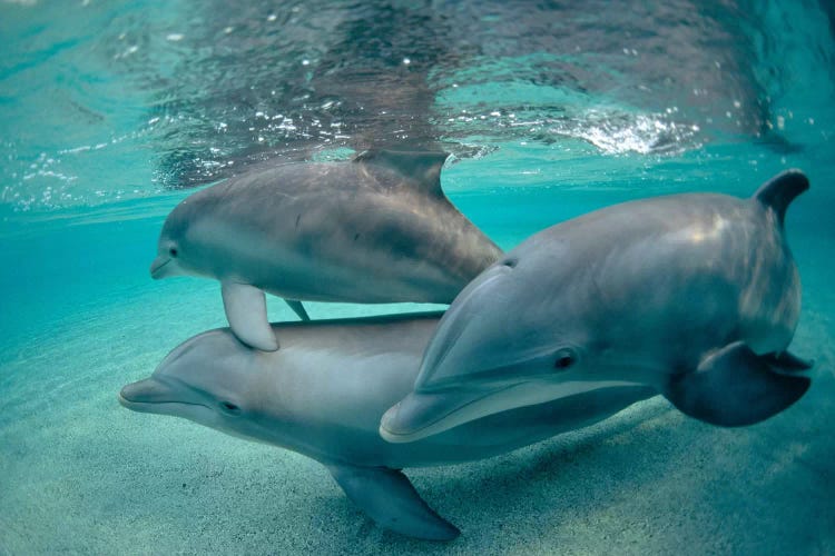 Bottlenose Dolphin Underwater Trio, Hawaii