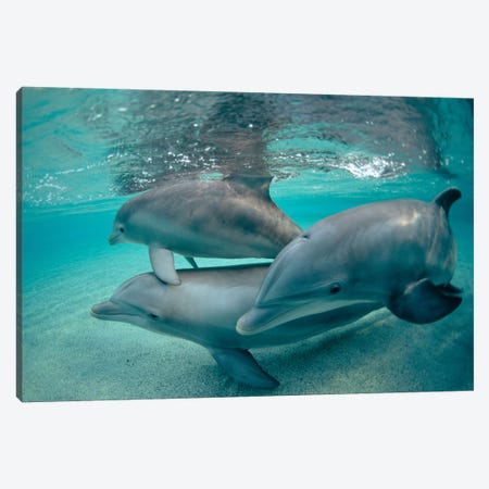 Bottlenose Dolphin Underwater Trio, Hawaii Canvas Print #FLI2} by Flip Nicklin Canvas Artwork
