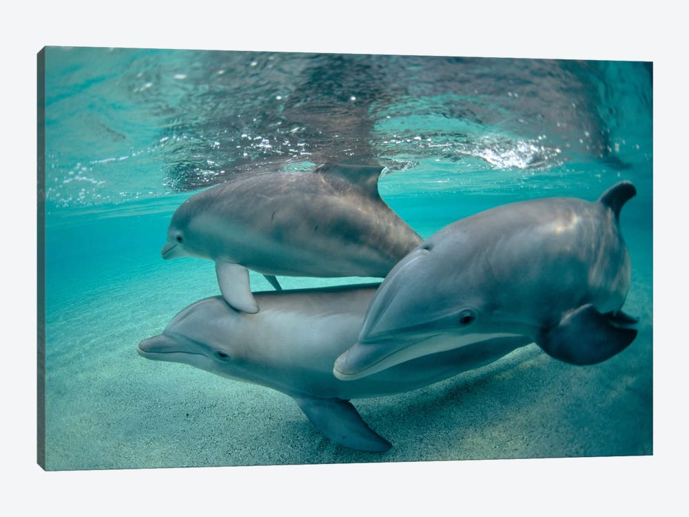 Bottlenose Dolphin Underwater Trio, Hawaii by Flip Nicklin 1-piece Canvas Artwork