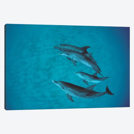 Atlantic Spotted Dolphin Group With Unspotted Calf, Bahamas Canvas Print #FLI5} by Flip Nicklin Canvas Print