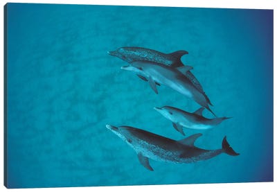 Atlantic Spotted Dolphin Group With Unspotted Calf, Bahamas Canvas Art Print - Flip Nicklin