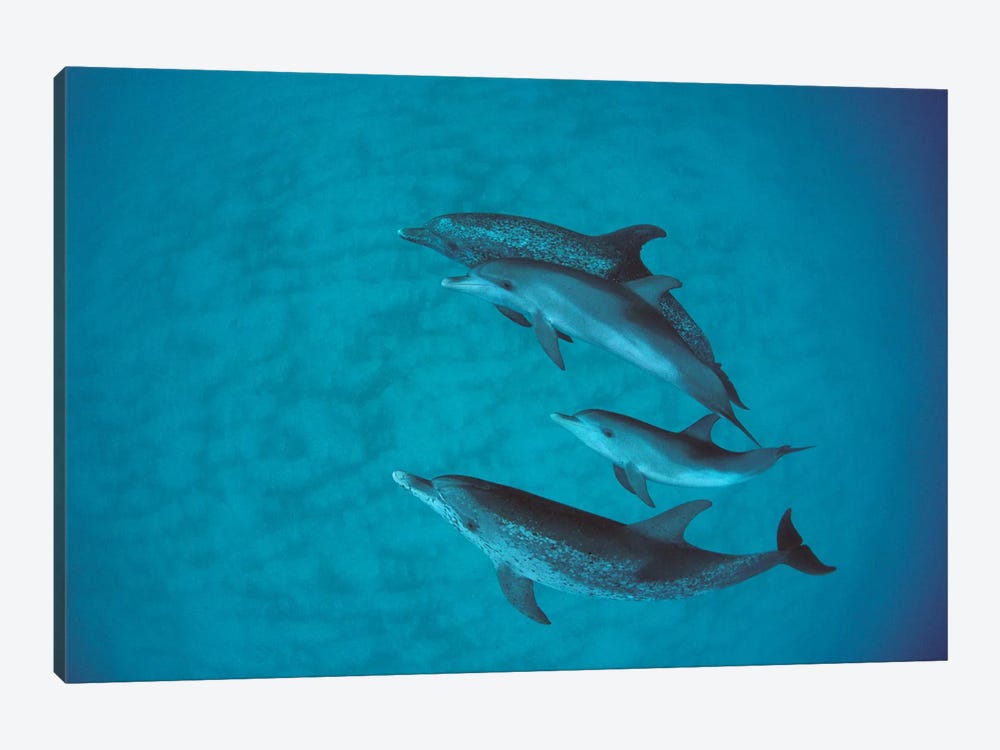Atlantic Spotted Dolphin Group With Unspotted Calf, Bahamas by Flip Nicklin 1-piece Canvas Print