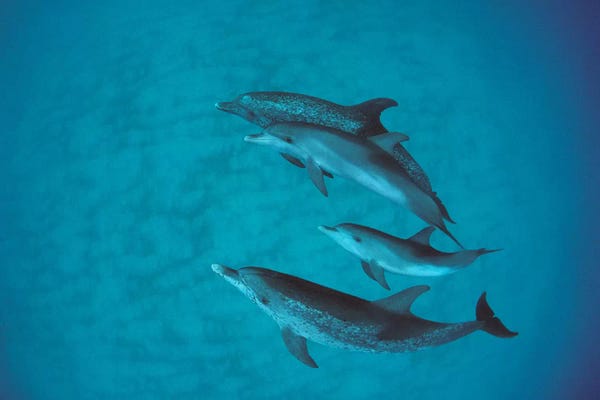 Bahamas: Atlantic Spotted Dolphin Group With Unspotted Calf, Bahamas by Flip Nicklin