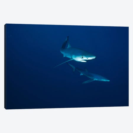 Blue Shark Pair Underwater, California Canvas Print #FLI6} by Flip Nicklin Canvas Art Print