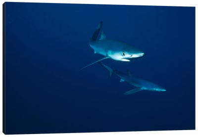 Blue Shark Pair Underwater, California Canvas Art Print - Flip Nicklin