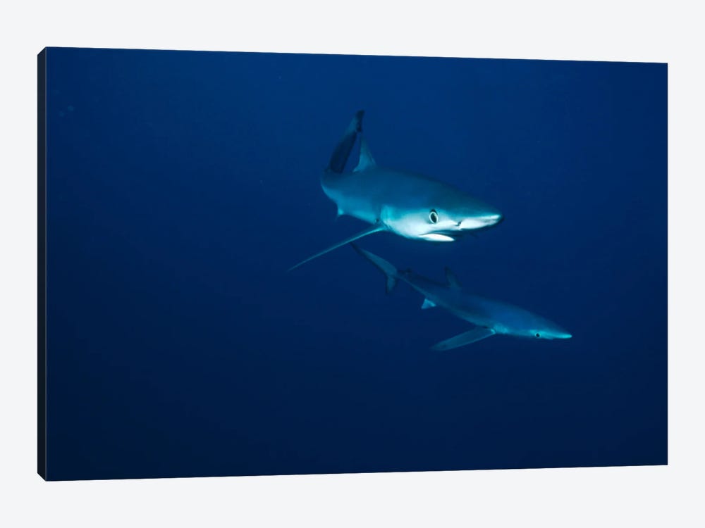 Blue Shark Pair Underwater, California by Flip Nicklin 1-piece Canvas Wall Art