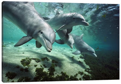 Bottlenose Dolphin Pod, Hawaii Canvas Art Print - Ocean Art