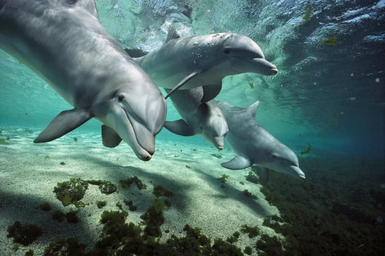 Bottlenose Dolphin Pod, Hawaii