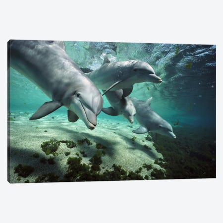 Bottlenose Dolphin Pod, Hawaii Canvas Print #FLI7} by Flip Nicklin Art Print