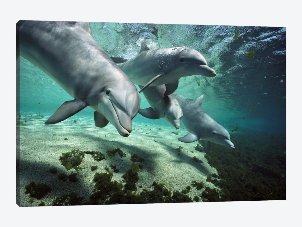 Bottlenose Dolphin Pod, Hawaii by Flip Nicklin 1-piece Art Print