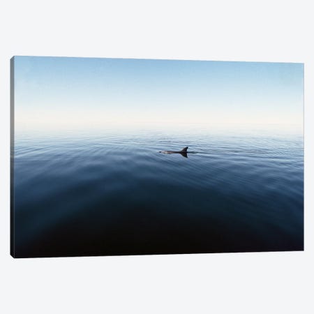 Bottlenose Dolphin Surfacing, Shark Bay, Australia Canvas Print #FLI8} by Flip Nicklin Canvas Artwork