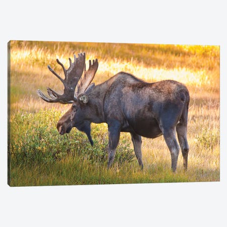 Bull Moose, Cameron Pass, Colorado, USA Canvas Print #FLO1} by Fred Lord Canvas Artwork
