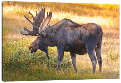 Bull Moose, Cameron Pass, Colorado, USA Canvas Art Print