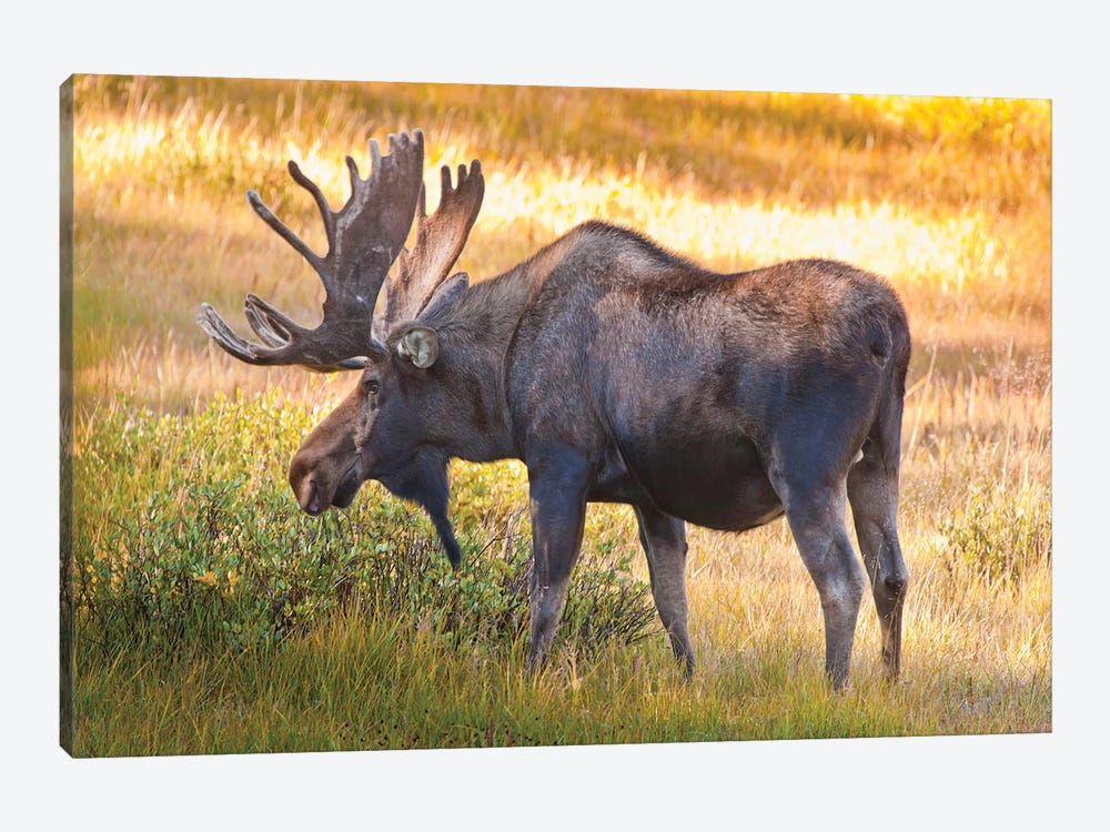 Bull Moose, Cameron Pass, Colorado, USA by Fred Lord 1-piece Canvas Art Print