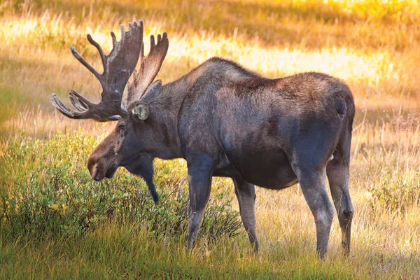 Moose: Bull Moose, Cameron Pass, Colorado, USA by Fred Lord