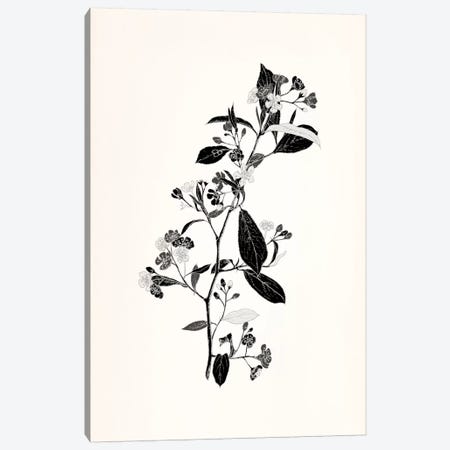 Sprig (Black&White) Canvas Print #FLPN14} by 5by5collective Canvas Artwork