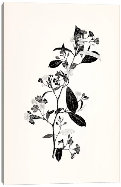 Sprig (Black&White) Canvas Art Print - Floral Pattern Collection