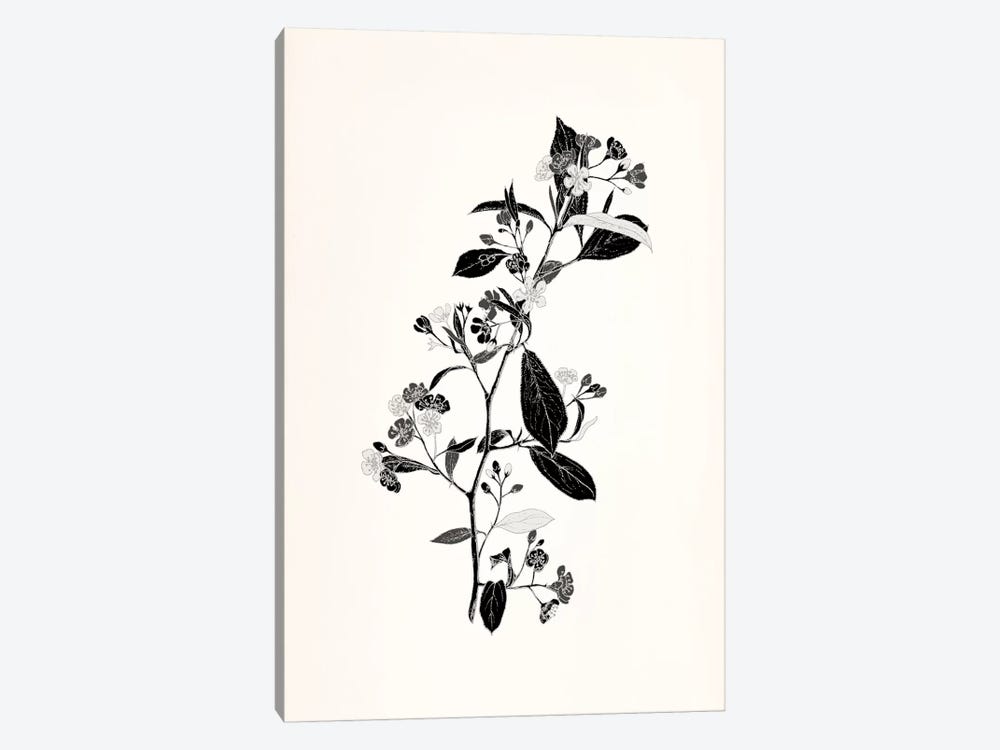 Sprig (Black&White) by 5by5collective 1-piece Canvas Artwork