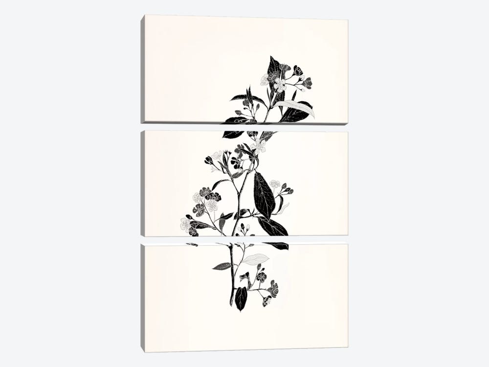 Sprig (Black&White) by 5by5collective 3-piece Canvas Wall Art