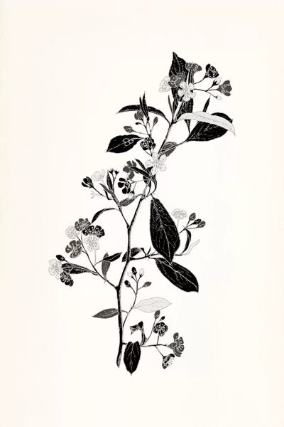 Black & White Florals: Sprig (Black&White) by 5by5collective