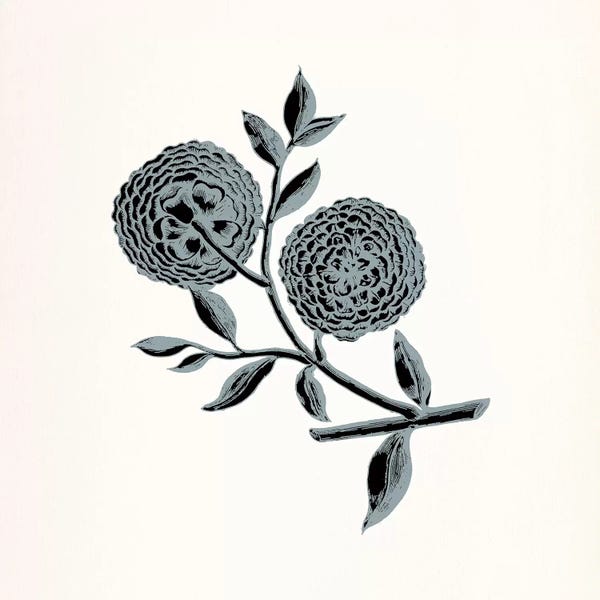 Chrysanthemums: Chrysanthemum (Gray) by 5by5collective