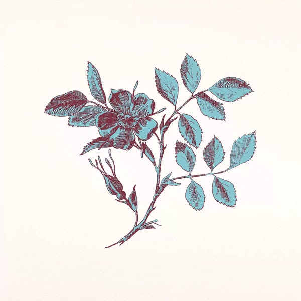 Magnolias: Blue Sprig by 5by5collective
