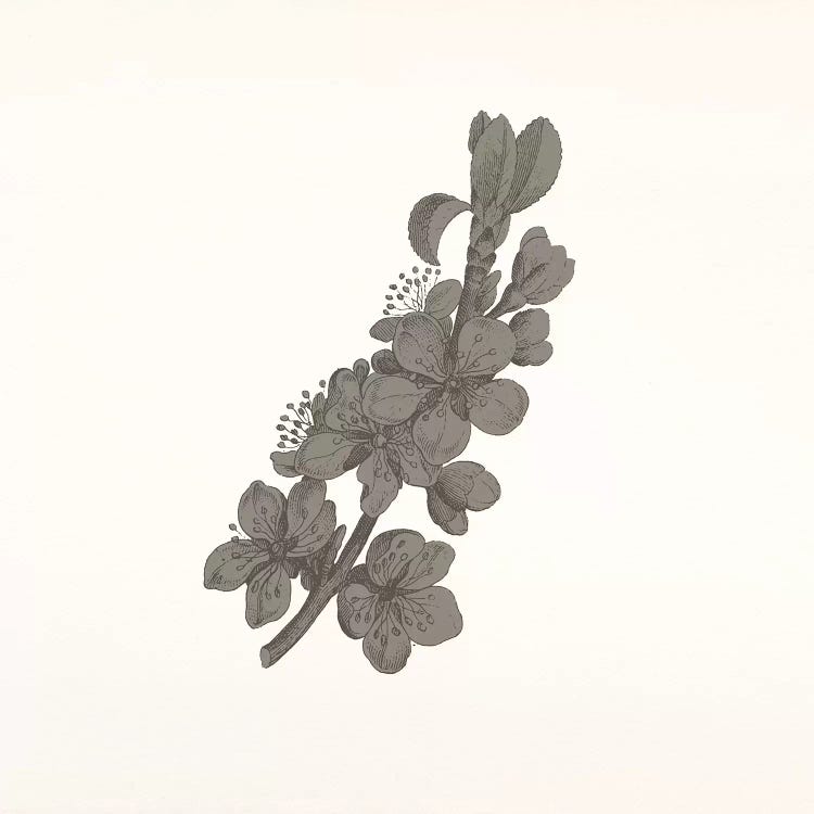 Flowers (Dark Gray) by 5by5collective wall art