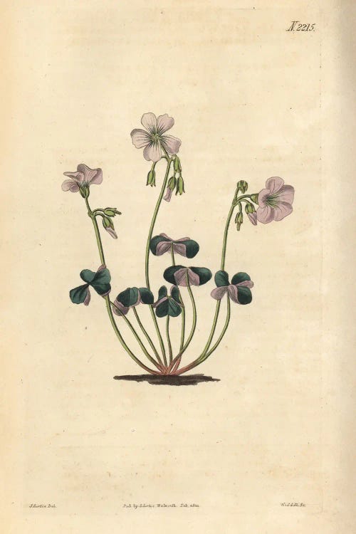 Purple-Coloured Wood-Sorrel, Oxalis violacea.