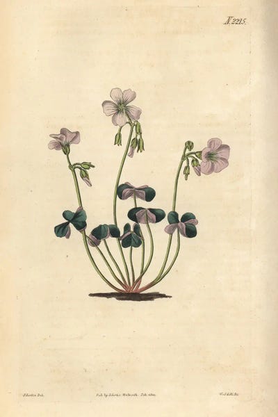 Purple-Coloured Wood-Sorrel, Oxalis violacea.