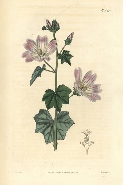 Australian Hollyhock