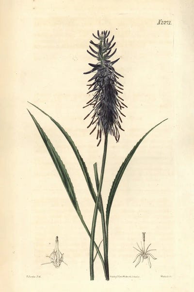 Scorzonera-Leaved Rampion, Phyteuma Scorzone