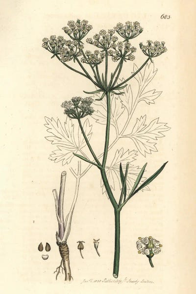 Cornish Lovage Or Licorice-Root