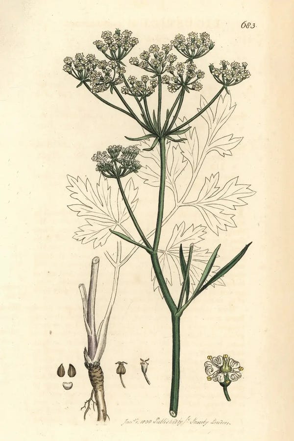 Florilegius