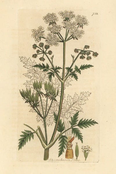 Cow Parsley