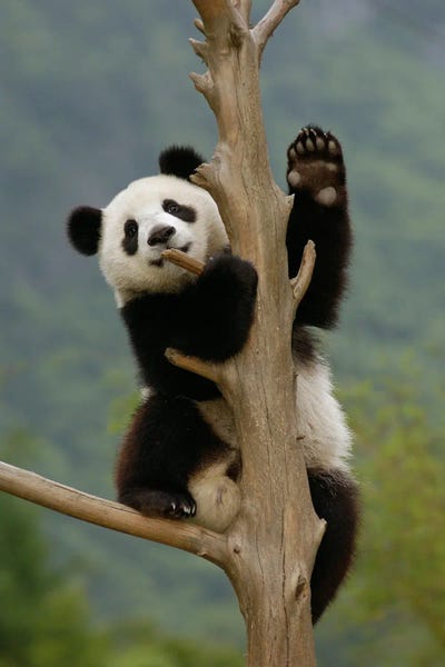 Giant Panda Climbing Tree