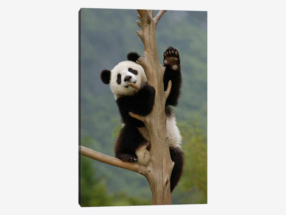 Giant Panda Cub Climbing Tree, Wolong Nature Reserve, China by Katherine Feng 1-piece Canvas Artwork
