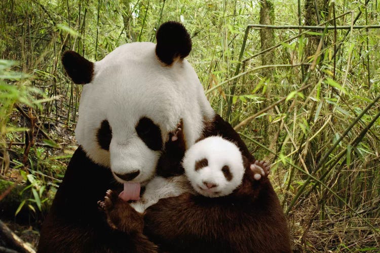 Giant Panda Gongzhu And Cub In Bamboo Forest, Wolong Nature Reserve, China, Digital Composite