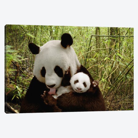 Giant Panda Gongzhu And Cub In Bamboo Forest, Wolong Nature Reserve, China, Digital Composite Canvas Print #FNG3} by Katherine Feng Canvas Art