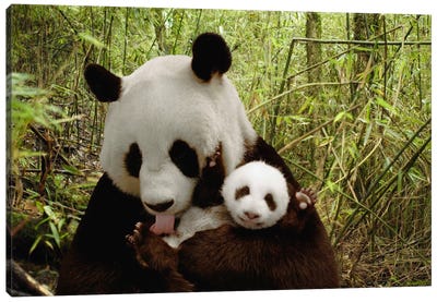 Giant Panda Gongzhu And Cub In Bamboo Forest, Wolong Nature Reserve, China, Digital Composite Canvas Art Print - Panda Art