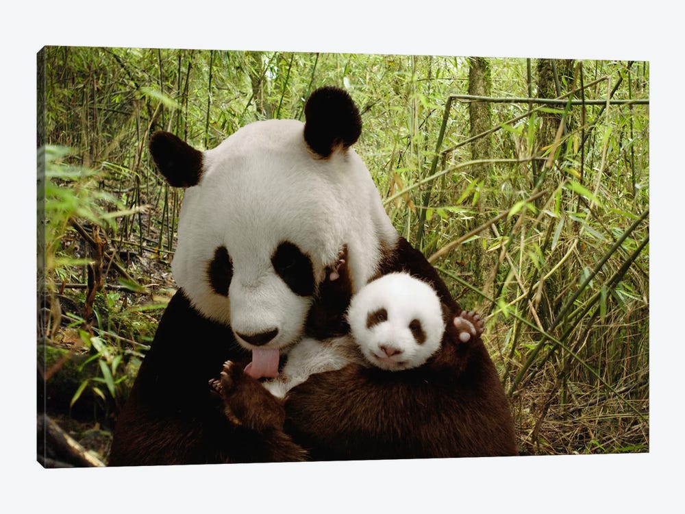 Giant Panda Gongzhu And Cub In Bamboo Forest, Wolong Nature Reserve, China, Digital Composite by Katherine Feng 1-piece Canvas Wall Art