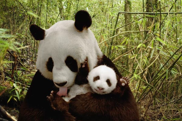 Wildlife Conservation: Giant Panda Gongzhu And Cub In Bamboo Forest, Wolong Nature Reserve, China, Digital Composite by Katherine Feng