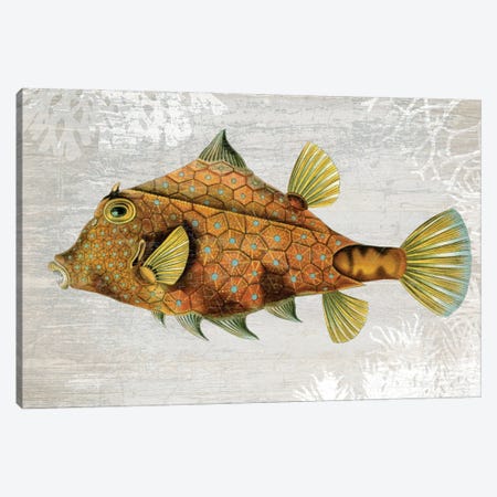Gold Turret Fish Canvas Print #FNK1078} by Fab Funky Canvas Art