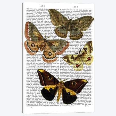 Moth Plate III Canvas Print #FNK1172} by Fab Funky Art Print