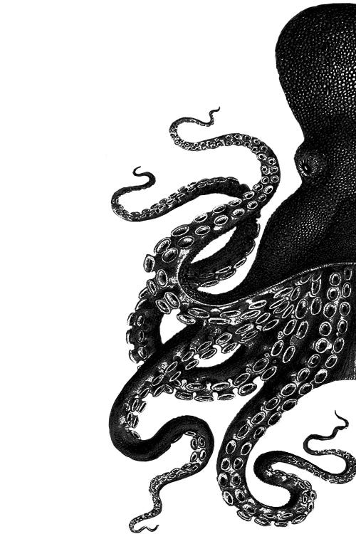 Octopus, Black & White I