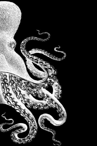 Octopi: Octopus, Black & White II by Fab Funky