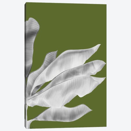Banana Leaves V Canvas Print #FNK135} by Fab Funky Canvas Art Print